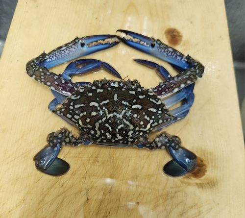 タイワンガザミの釣果