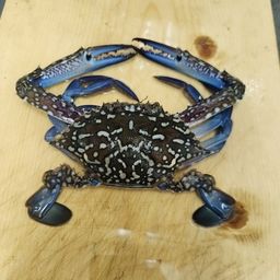 タイワンガザミ