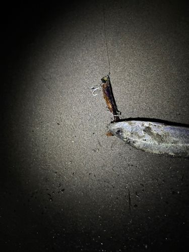 セイゴ（タイリクスズキ）の釣果