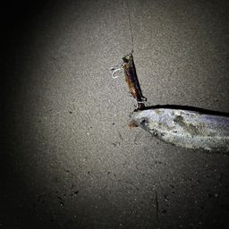 セイゴ（タイリクスズキ）