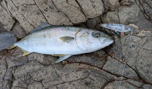 ヒラマサの釣果