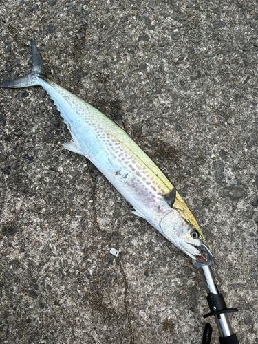サゴシの釣果