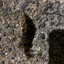 タケノコメバル