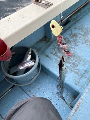 タチウオの釣果