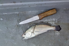 クログチの釣果