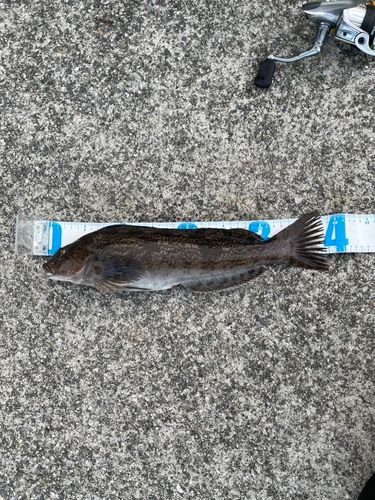 アイナメの釣果