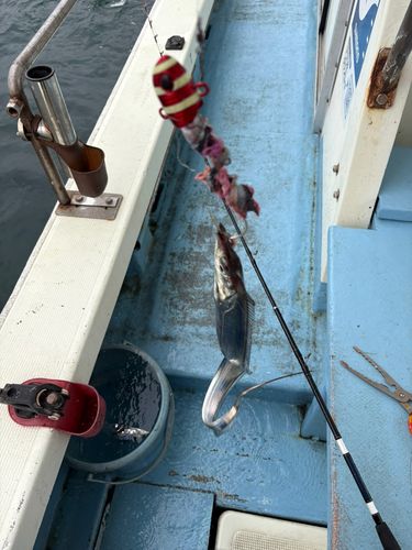 タチウオの釣果