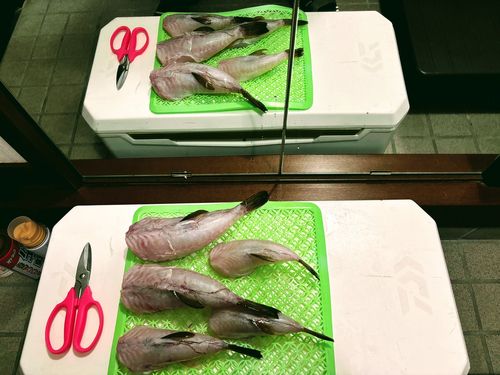 ショウサイフグの釣果