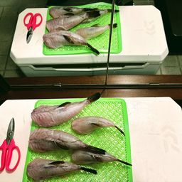 ショウサイフグ