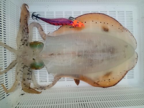 アオリイカの釣果