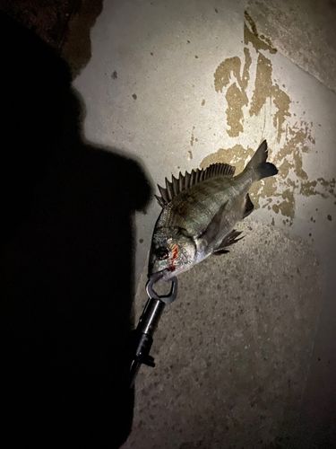 大野川（石川）