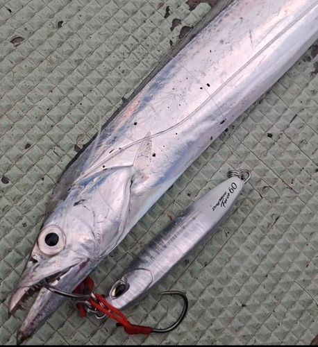 タチウオの釣果