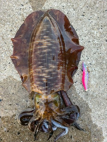 アオリイカの釣果
