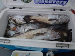 クログチの釣果