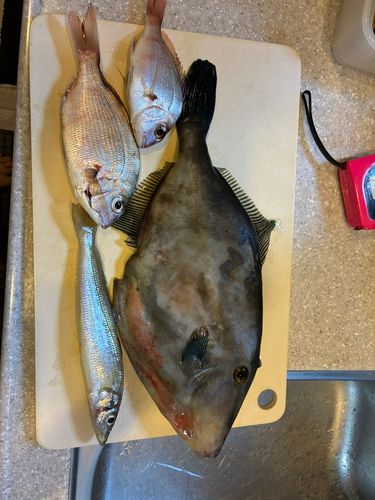 ウマヅラハギの釣果