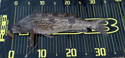 アイナメの釣果