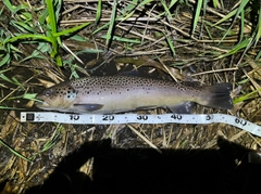 ブラウントラウトの釣果