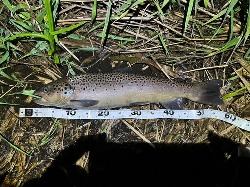 ブラウントラウトの釣果