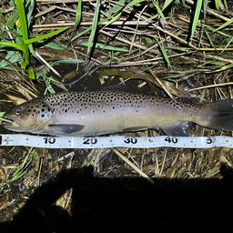 ブラウントラウト