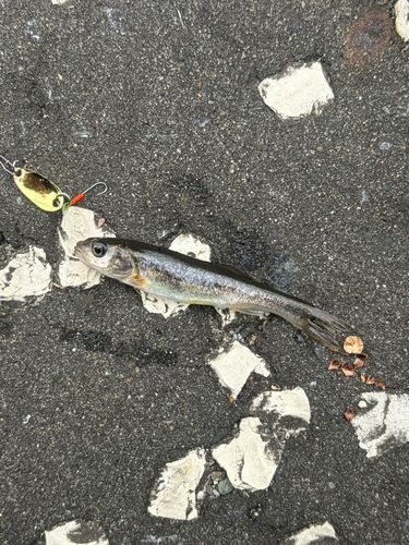 アブラハヤの釣果