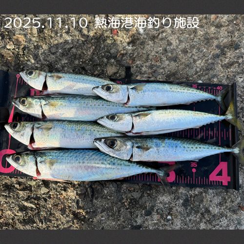 ゴマサバの釣果