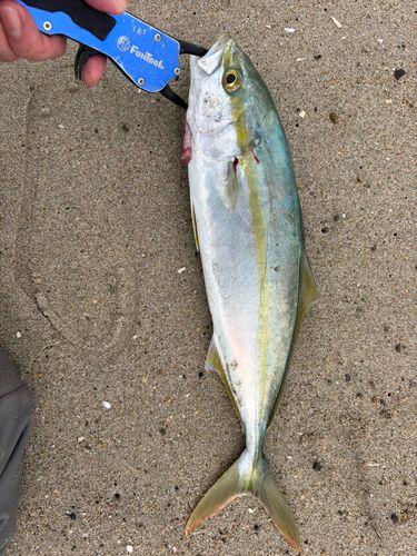 イナダの釣果