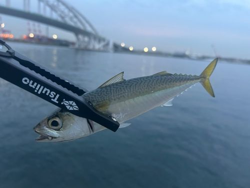 サバの釣果