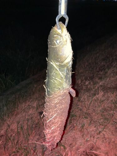ナマズの釣果