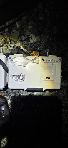 コバンアジの釣果