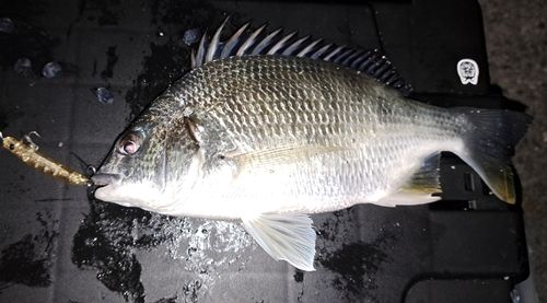 雲出川古川河口