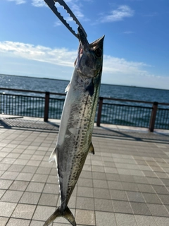 サゴシの釣果