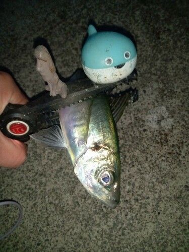マアジの釣果