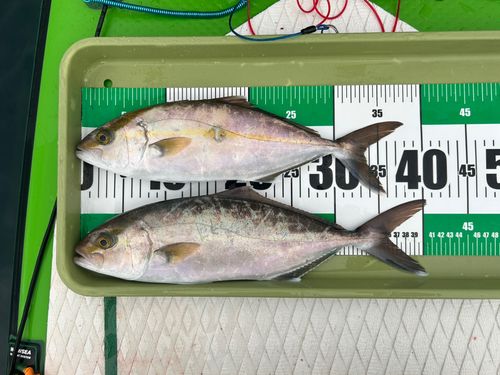 ショゴの釣果