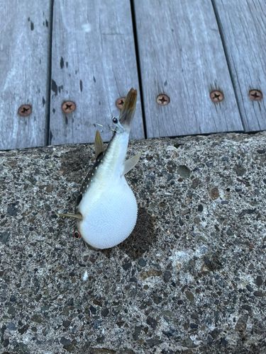 クサフグの釣果