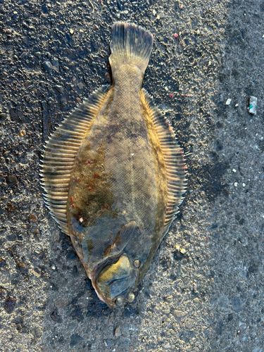 カレイの釣果