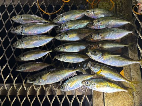 アジの釣果