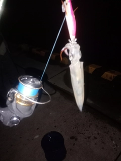イカの釣果