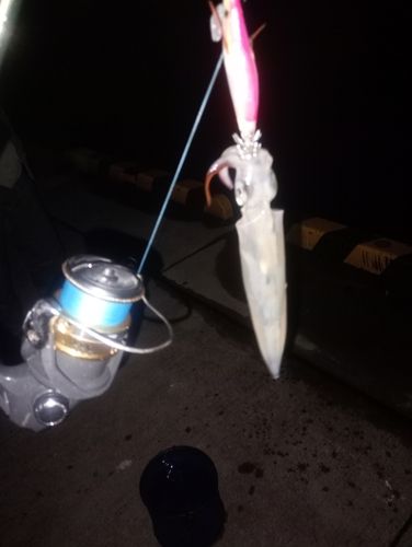 イカの釣果