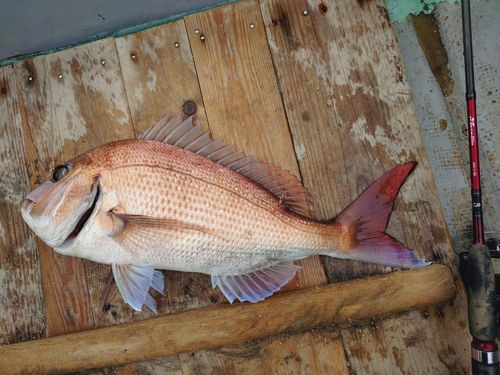 マダイの釣果