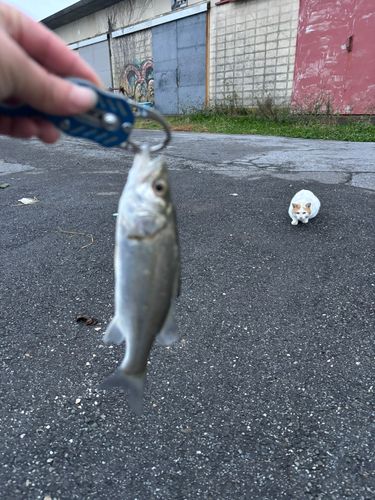 セイゴ（マルスズキ）の釣果