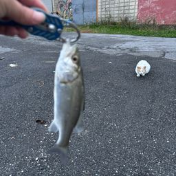 セイゴ（マルスズキ）