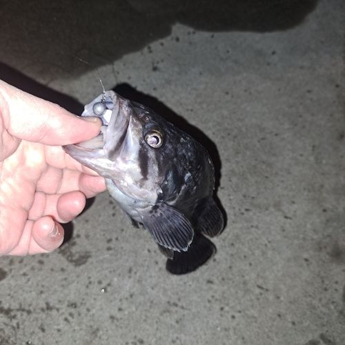 三陸海岸（青森）