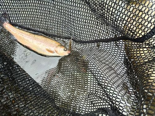 ニジマスの釣果