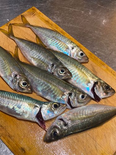 マアジの釣果