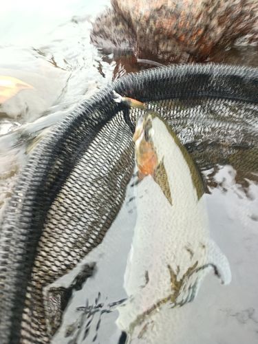 ニジマスの釣果