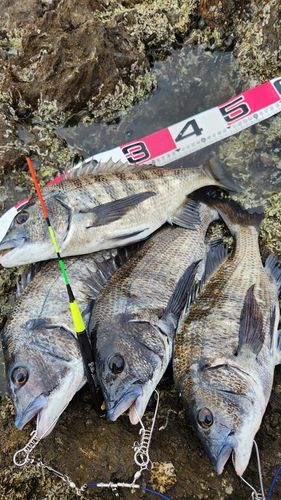 クロダイの釣果