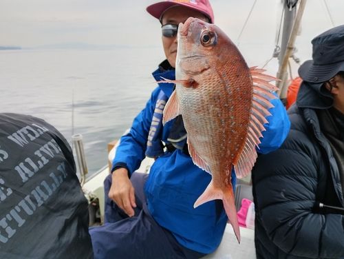 マダイの釣果