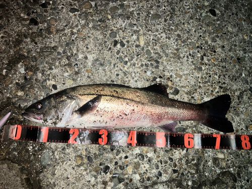 シーバスの釣果