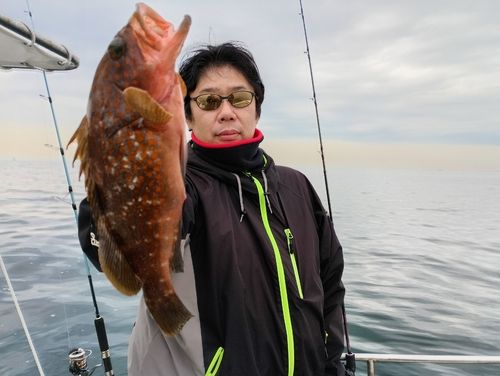 キジハタの釣果