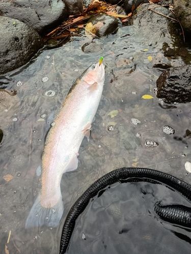 ニジマスの釣果